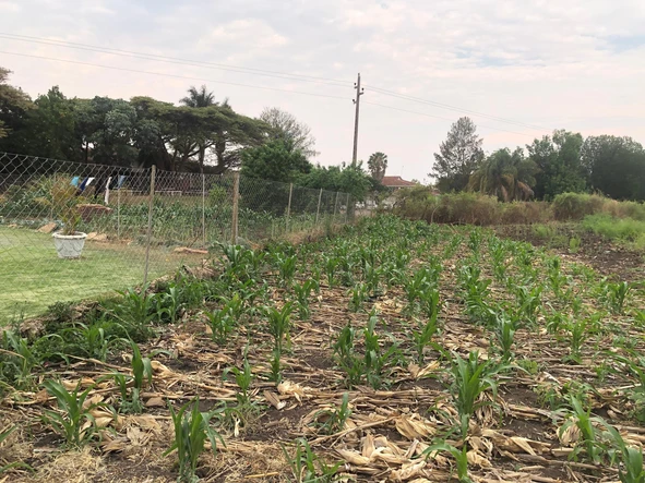 Stands & Residential Land