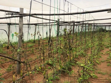 Farm & Agricultural Land