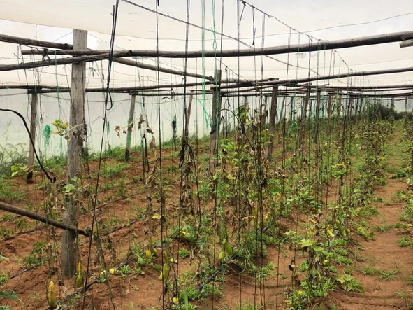 Farm & Agricultural Land