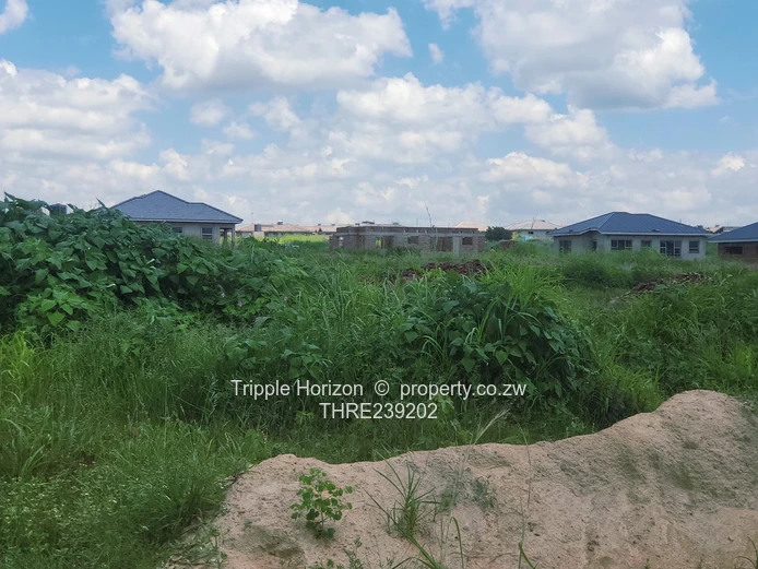 Glaudina stand for sale