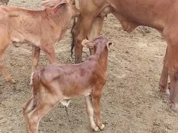 Farm & Agricultural Land