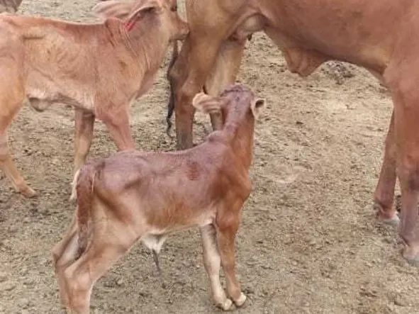 Farm & Agricultural Land