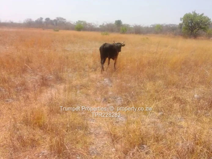 Plot For Sale