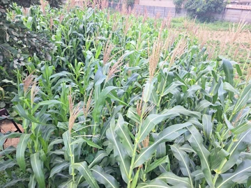 Stands & Residential Land