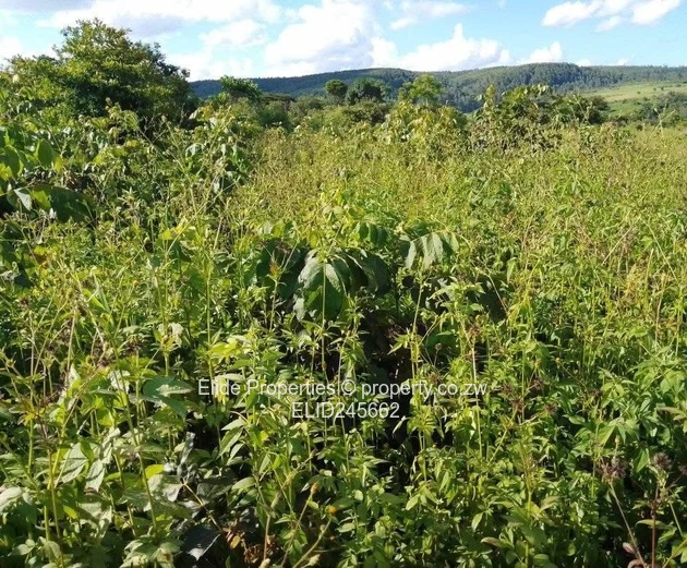 Prime 56-Hectare Farm for Sale in Chipangayi (Near Chipinge)