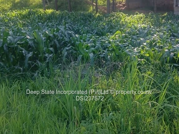 Borrowdale Carrick creagh stands for sale 