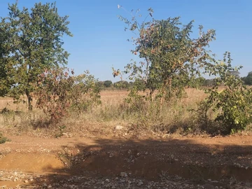 Farm & Agricultural Land