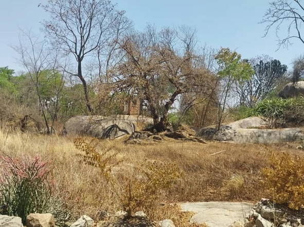 Farm & Agricultural Land