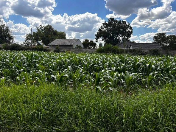 Stands & Residential Land