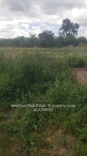 Discover This 1.3ha Agricultural Plot 