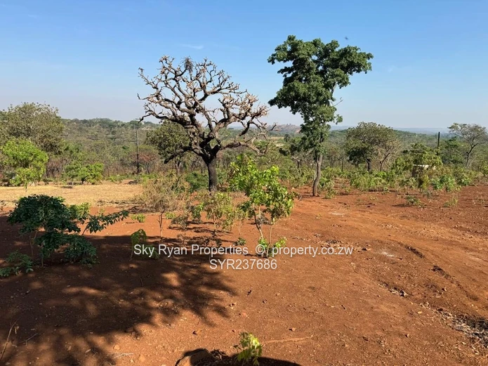 Shawasha Hills Estate Stands For Sale