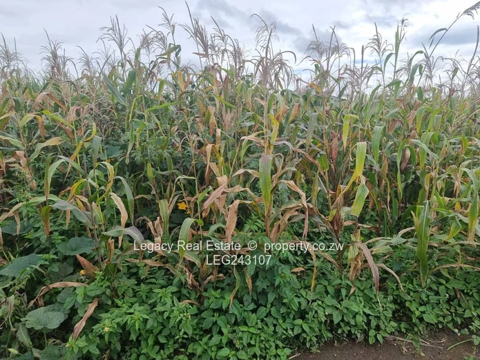 Investment Opportunity – Sandton Stand for Sale