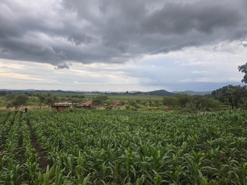 Stands & Residential Land