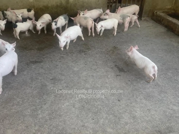 Luxurious Farmhouse Estate in Ruwa, Harare