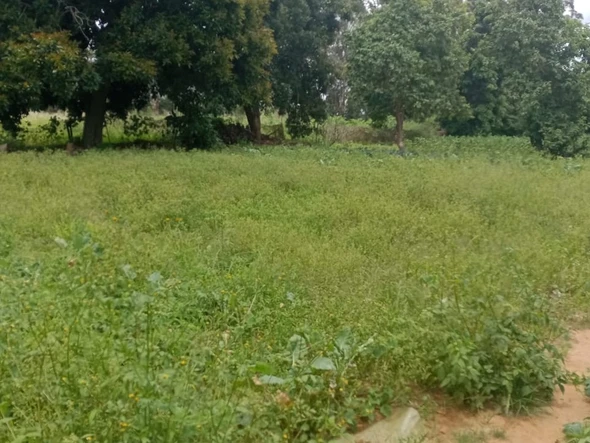 Farm & Agricultural Land