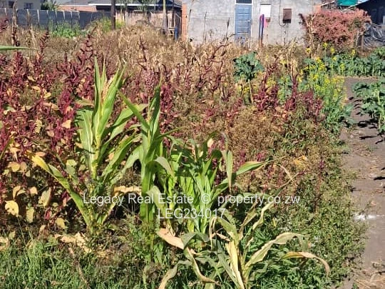 Ruwa Stands for Sale – Cranbrook Side