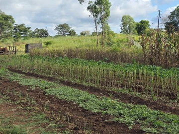 Farm & Agricultural Land