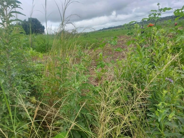 Commercial & Industrial Land