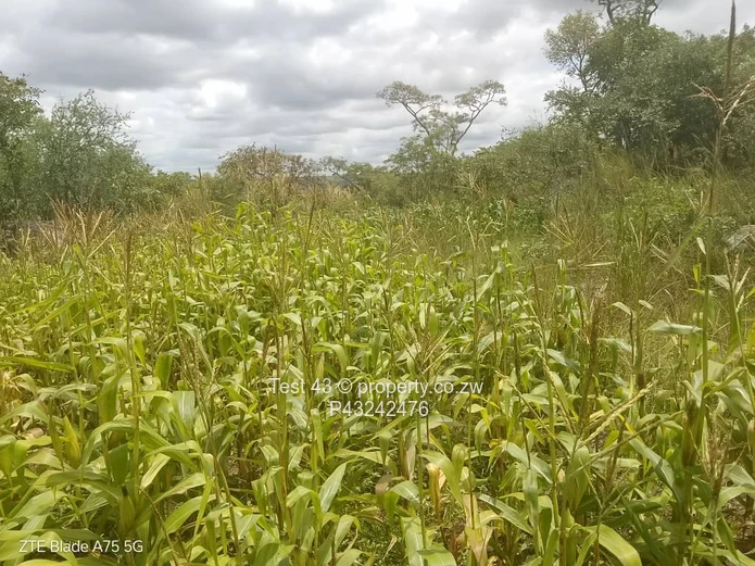 Crowhill stand for sale