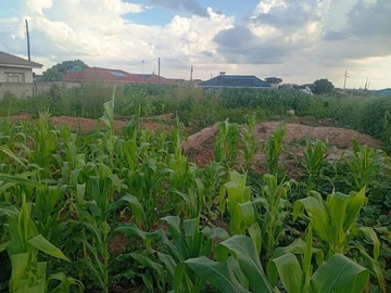 Stands & Residential Land