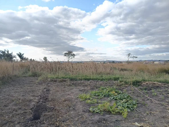 Farm & Agricultural Land