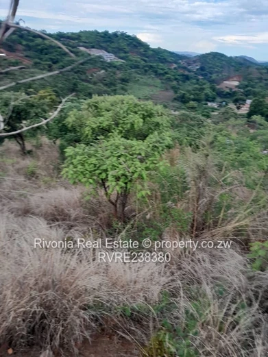 Beautiful stand with nice views 
