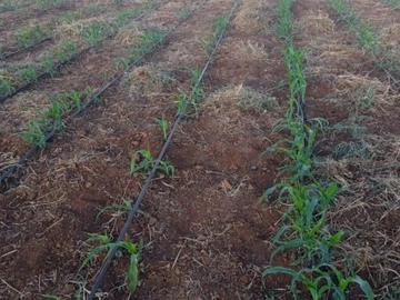 Stands & Residential Land