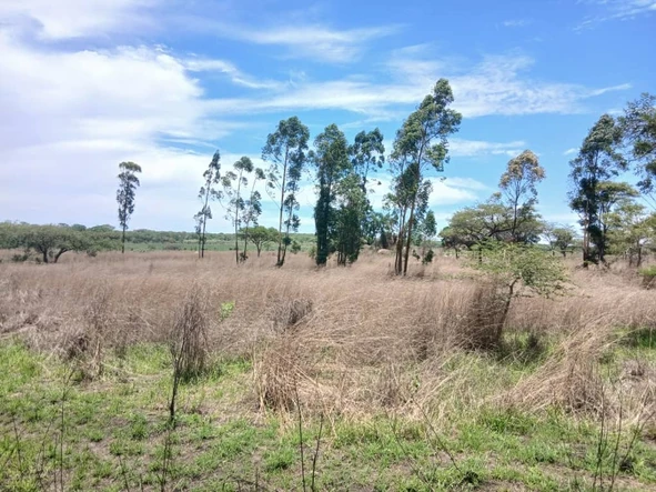 Farm & Agricultural Land