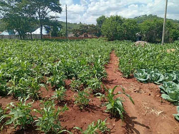 Stands & Residential Land