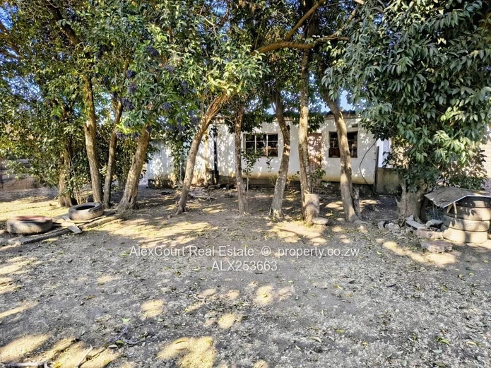 Mature Subdivided Stand On Sale