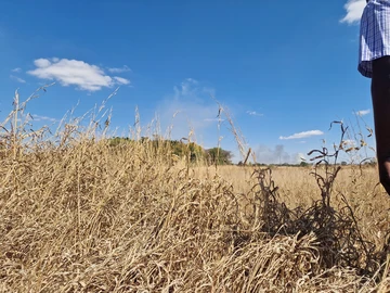Land