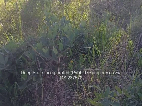 Borrowdale Carrick creagh stands for sale 