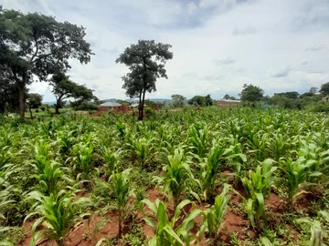 Stands & Residential Land