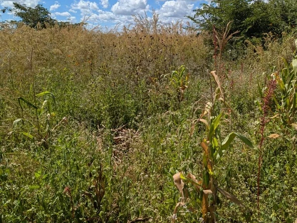 Commercial & Industrial Land