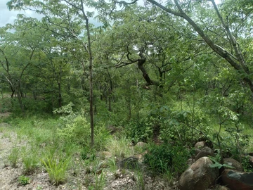 Stands & Residential Land