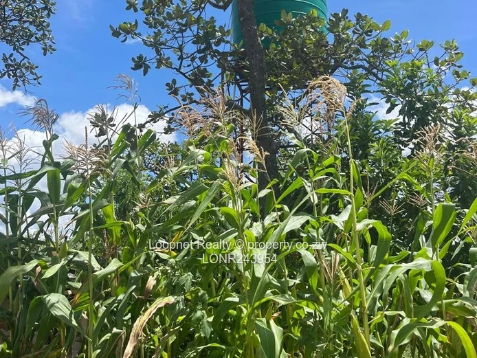 Crowhill Views 1000m² Stand