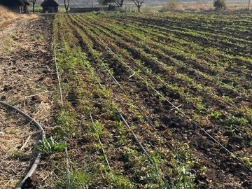 Farm & Agricultural Land