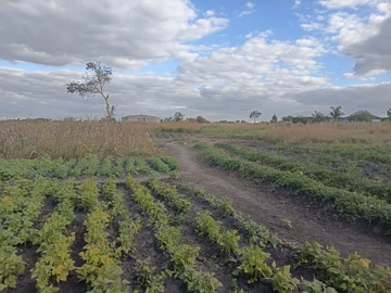 Farm & Agricultural Land