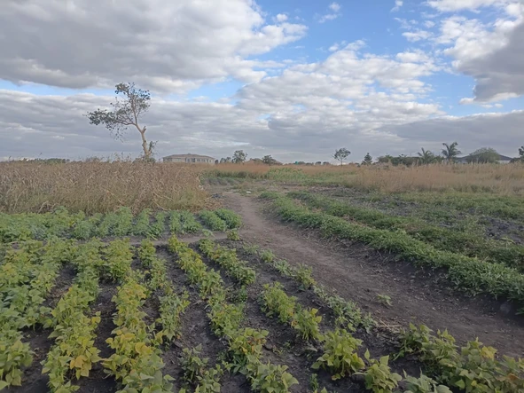 Farm & Agricultural Land