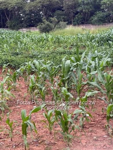 Commercial land for sale -Kuwadzana  (Sole Mandate)