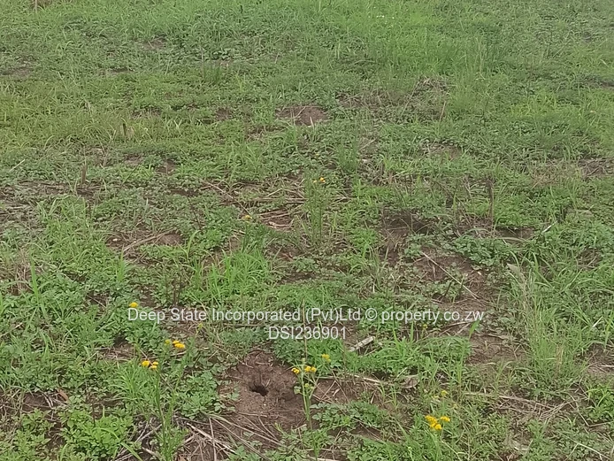 Marlborough stand for sale 