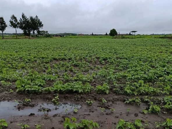 Farm & Agricultural Land