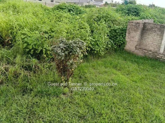 Stand for Sale in Marlborough with Title Deeds