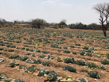 Farm & Agricultural Land