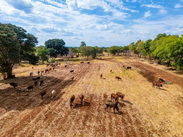 Farm & Agricultural Land