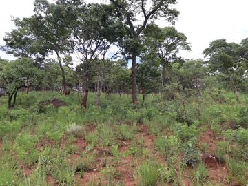 Stands & Residential Land