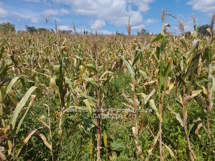 Residential Land For Sale In Buckland Terraces Estate Pomona