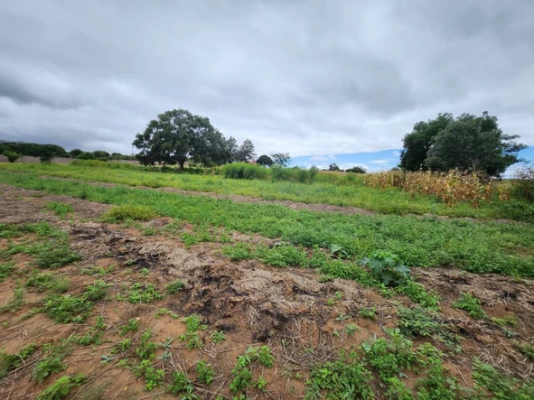 Stands & Residential Land