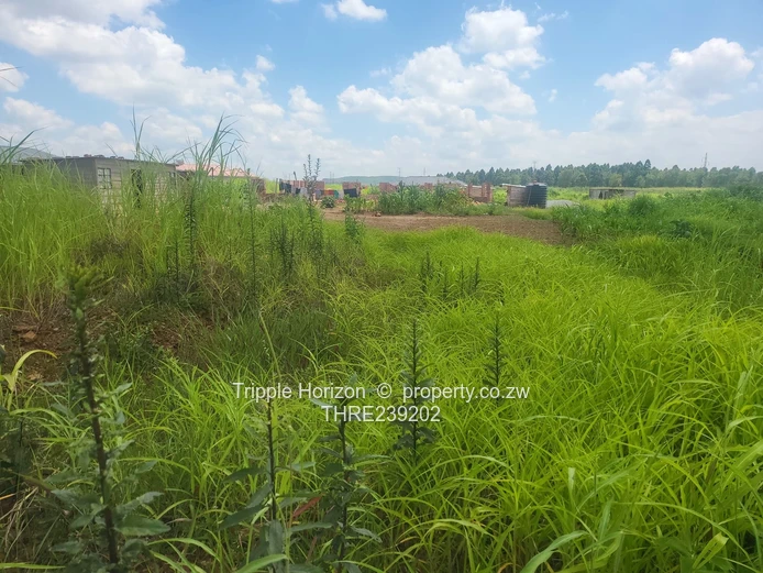 Glaudina stand for sale