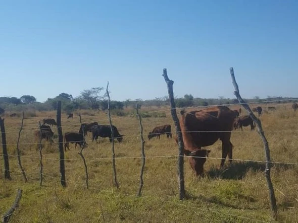 Farm & Agricultural Land